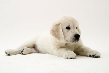sweet little puppy