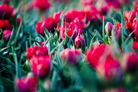 red tulipsの写真素材