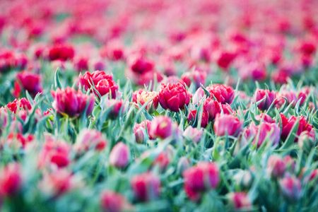 tulip fieldの写真素材