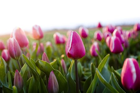 tulipsの写真素材