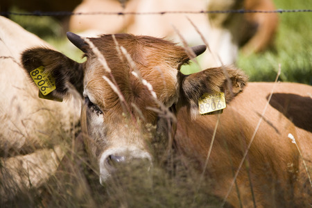 cowの写真素材