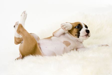 stafford puppyの写真素材