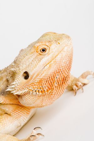 a beautifull bearded Dragonの写真素材
