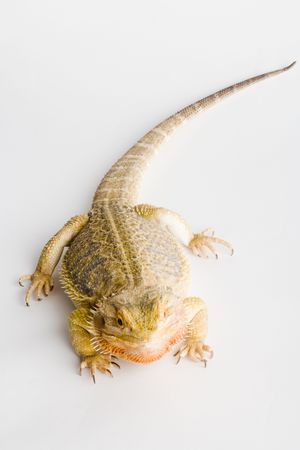 bearded dragonの写真素材