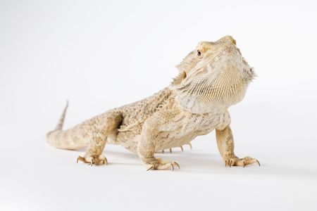 bearded dragon on his feethの写真素材