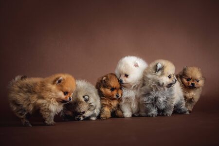 Group of adorable puppiesの写真素材