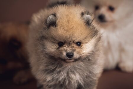 A sweet Pomeranian puppyの写真素材