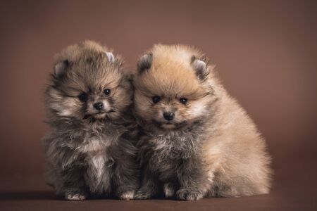 two cutest puppiesの写真素材