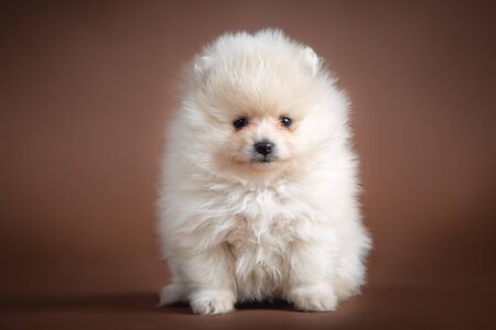 White pomeranian puppyの写真素材