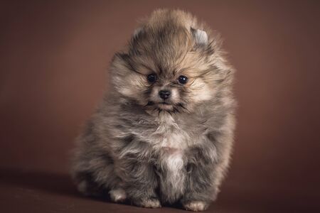 Sweet puppyの写真素材