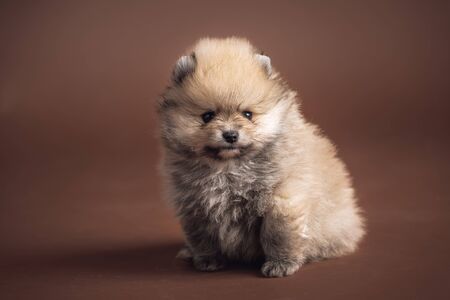 Cute puppyの写真素材