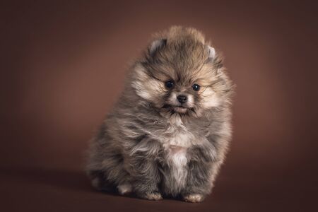 Sweet cute puppyの写真素材