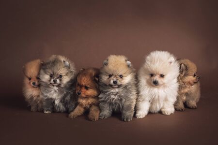 6 cute puppiesの写真素材