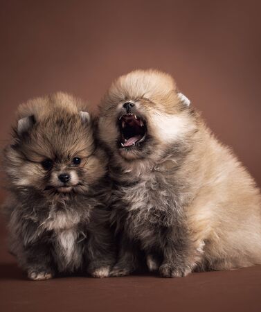 Two sweet Dwarf Keeshondjesの写真素材
