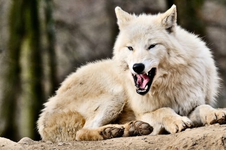 Wolf