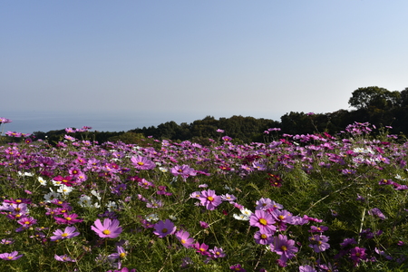 cosmosの写真素材