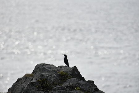 birdの写真素材