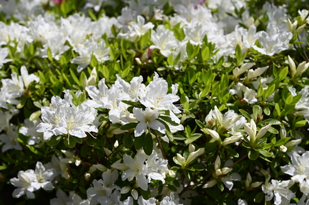 tsurumi park in springの写真素材
