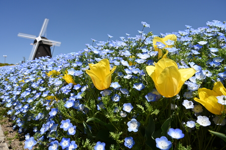 tsurumi park in springの写真素材