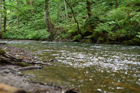 oirase river in mid summer