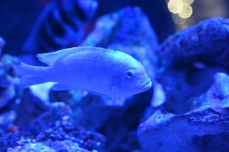 Tropical fish in light under Water