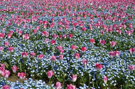 tulips at osaka green gardenの写真素材