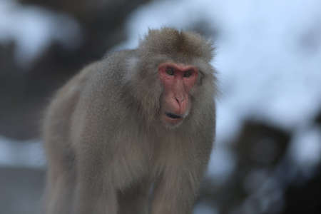 japanese monkey in winterの写真素材