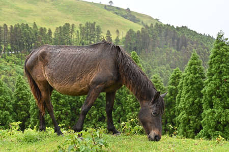 wild horse at cape toi in springの写真素材