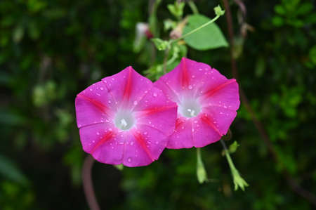 morning gloryの写真素材