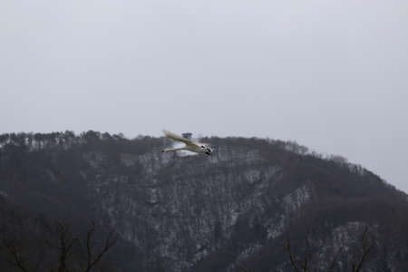 Midwinter swan takeoff and landingの写真素材