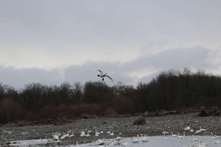Midwinter swan takeoff and landing