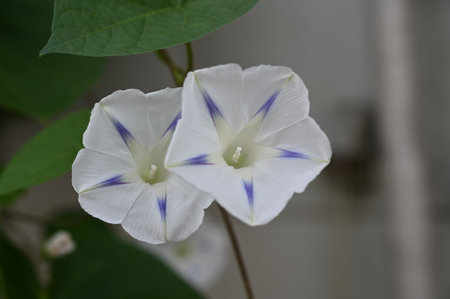 morning glory