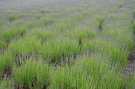 Lavender field in South Korea,Lavandula angustifoliaの写真素材