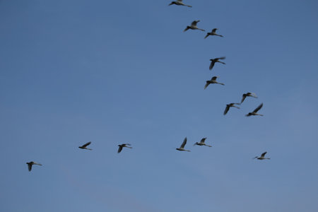 flock of geese flying in the blue sky, nature series
