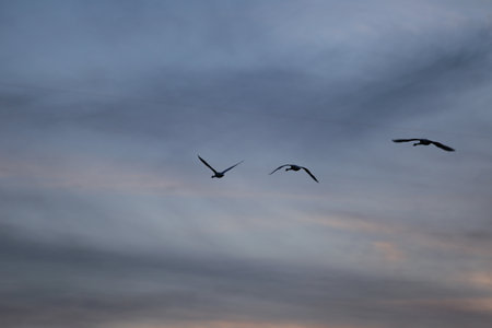 Seagulls flying in the sky at sunset in the evening