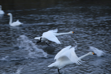 Whooper swan (Cygnus cygnus) in flightの写真素材