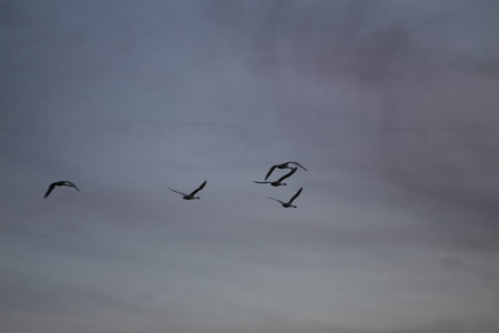 birds flying in the sky, photo as a background, digital imageの写真素材