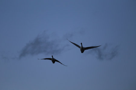 Two seagulls flying in the blue sky at sunset.