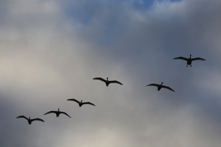 Flock of Geese flying in a cloudy sky in the winterの写真素材