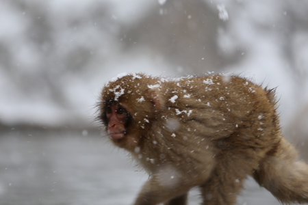 Japanese macaque, Macaca fuscata, in the snow.の写真素材