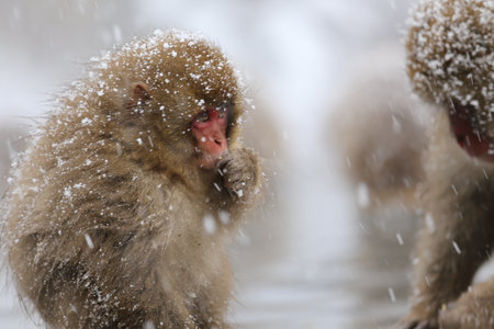 Japanese macaque (Macaca fuscata) in a hot spring in Nagano, Japan.の写真素材