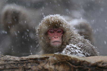 Japanese macaque (Macaca fuscata) in a hot spring in Nagano, Japanの写真素材