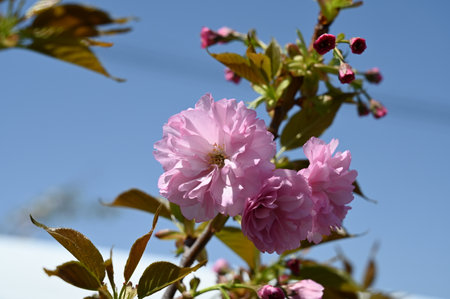 pink cherry blossom on blue sky background in spring, macroの写真素材