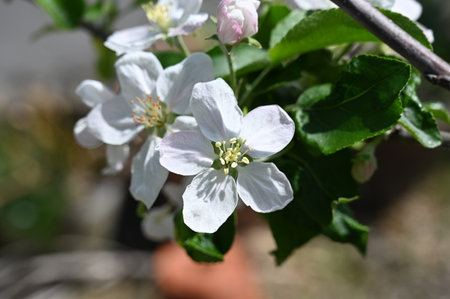 Apple tree blossom in spring, close-up, selective focusの写真素材