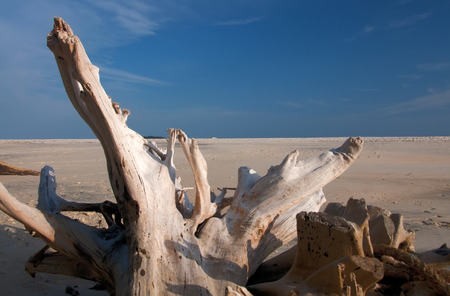 log on the beachの写真素材
