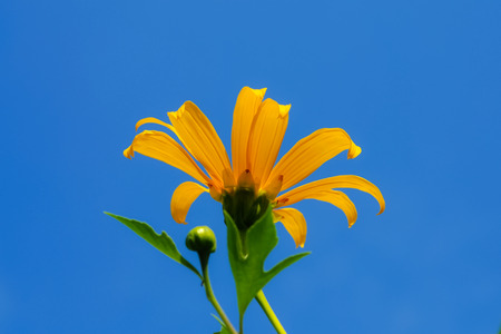 forest sunflower or marigoldの写真素材