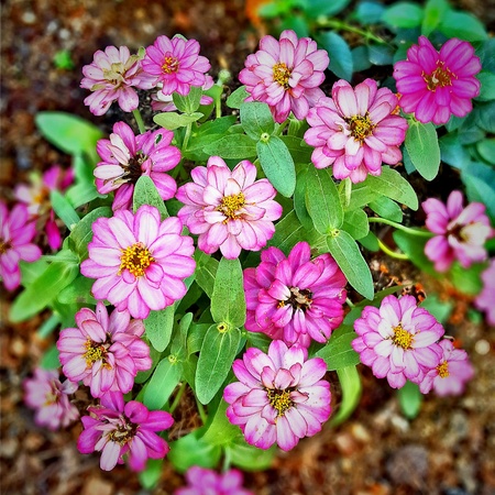 Pink flowers