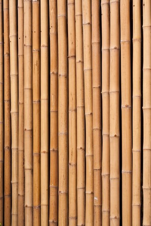 bambooの写真素材