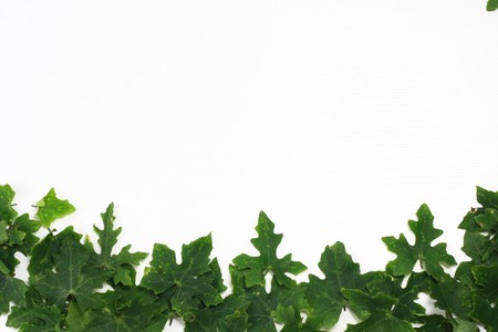 green leaf on white backgroundの写真素材