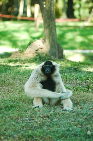gibbon in the zoo